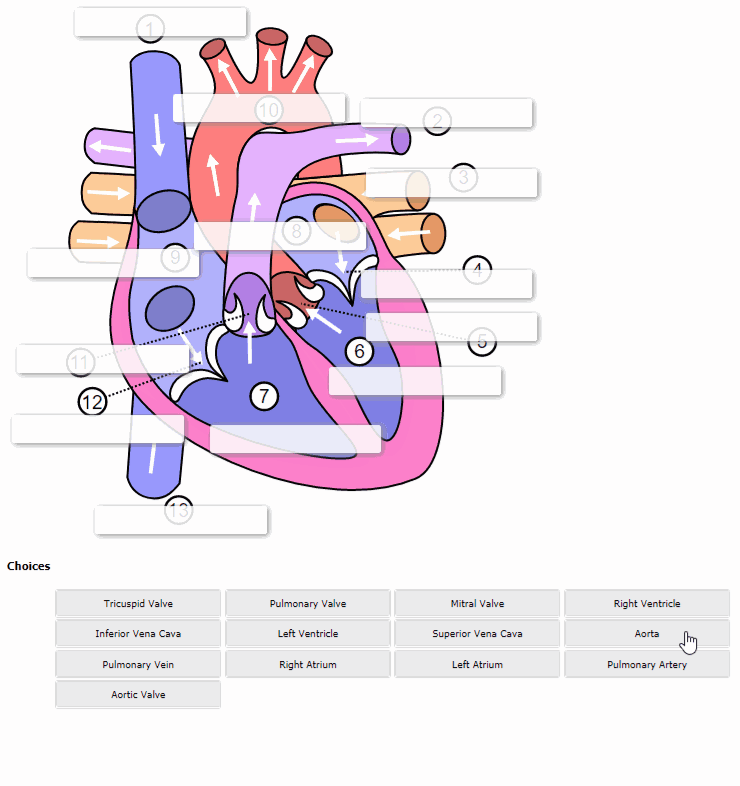 animation of student interactive