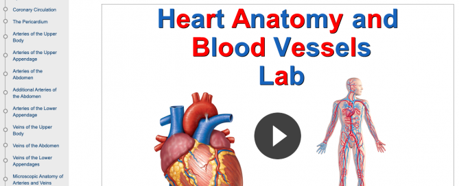 Introduction page of Madison Area Technical College's Heart Anatomy and Blood Vessels course in CourseArc