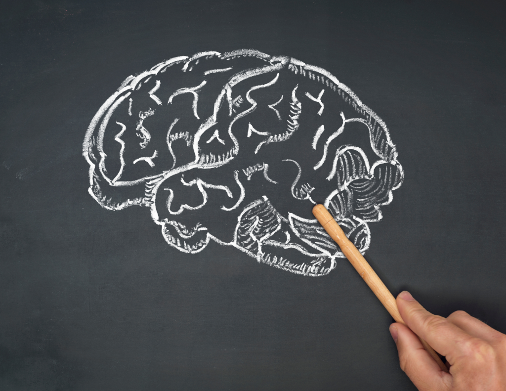 Hand pointing to chalk drawing of brain on chalkboard